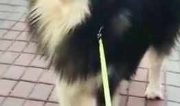 狗狗最新爆料,宠物界的最新动态与趣闻