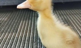 娱乐吃瓜酱鸭鸭视频,揭秘娱乐圈幕后故事