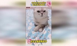 宠物趣事大爆料视频,宠物趣事大爆料视频集锦