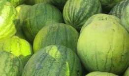 免费请人吃籽瓜,共享夏日清凉美味