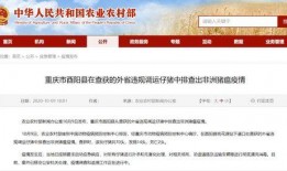 猪瘟最新爆料新闻报道