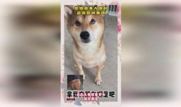 宠物趣事大爆料视频,宠物趣事大爆料视频集锦