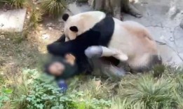 爆料熊猫事件视频,揭秘背后惊人真相